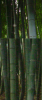 DSCN0275tikurinn.JPG